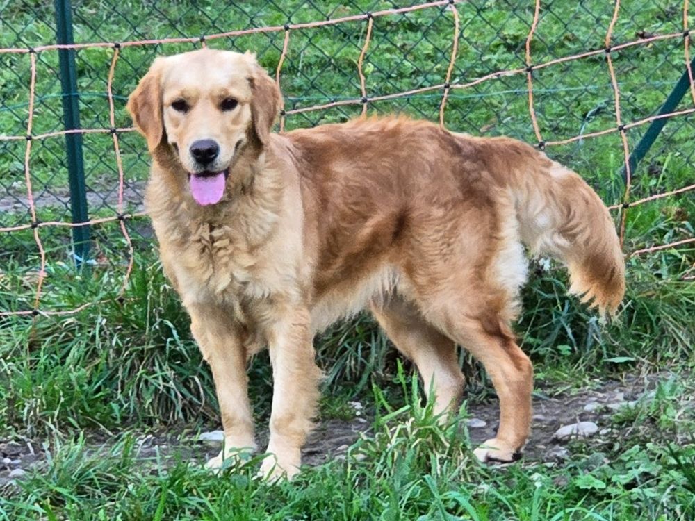 Publication : Des Amours Du Champ Dore