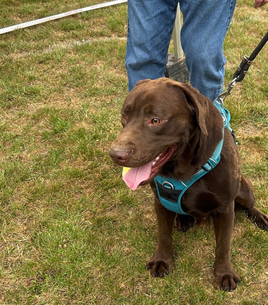 Publication : Des Oursons De L'Aisne Auteur : Nelson Nadege 