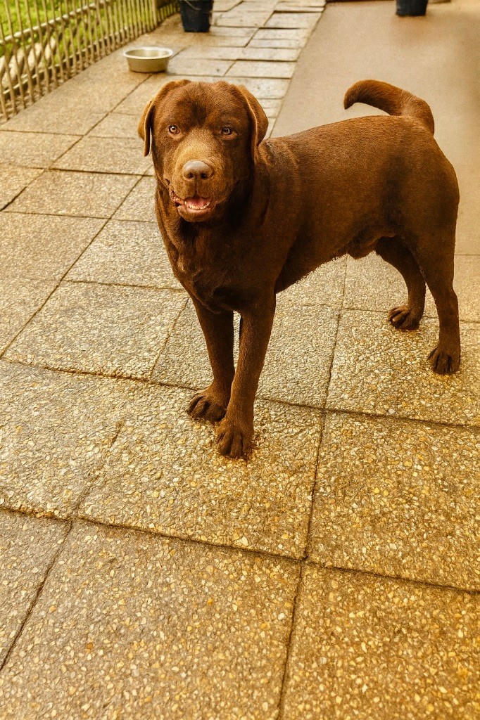 Publication : Des Oursons De L'Aisne Auteur : Nelson Nadege 