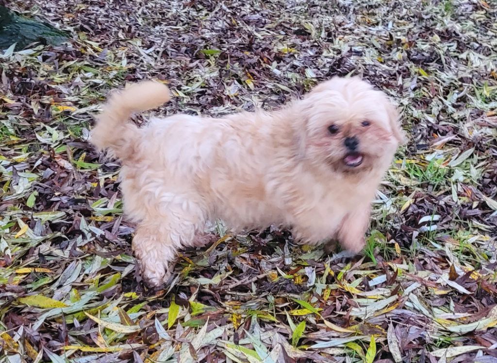 Publication : Des marais de courmont 