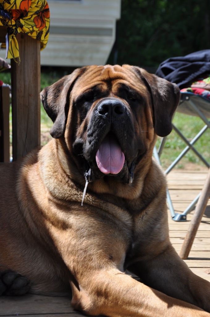 Vukan nemanjic king De Bel'eva