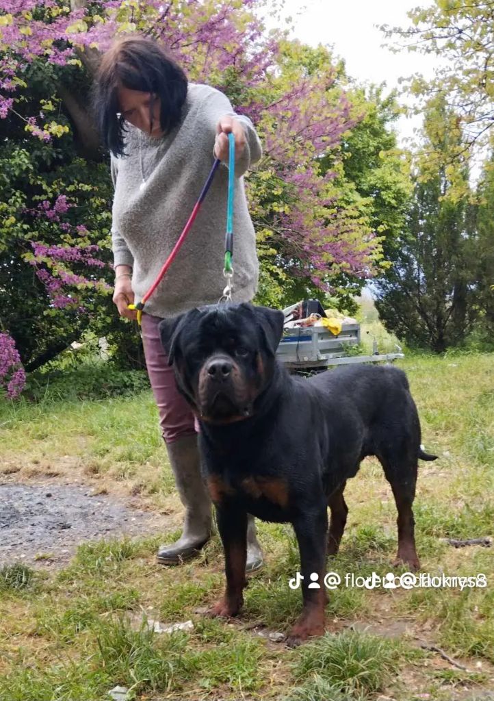 Publication : Des anges noirs et feux Auteur : Tinos des anges noirs et feux 