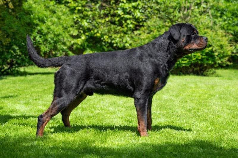 Publication : du champ des louves Auteur : Ter Waele