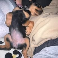 Publication : Des Bebouw D'Urka Auteur : Elevage Des Bebouw d'Urka 