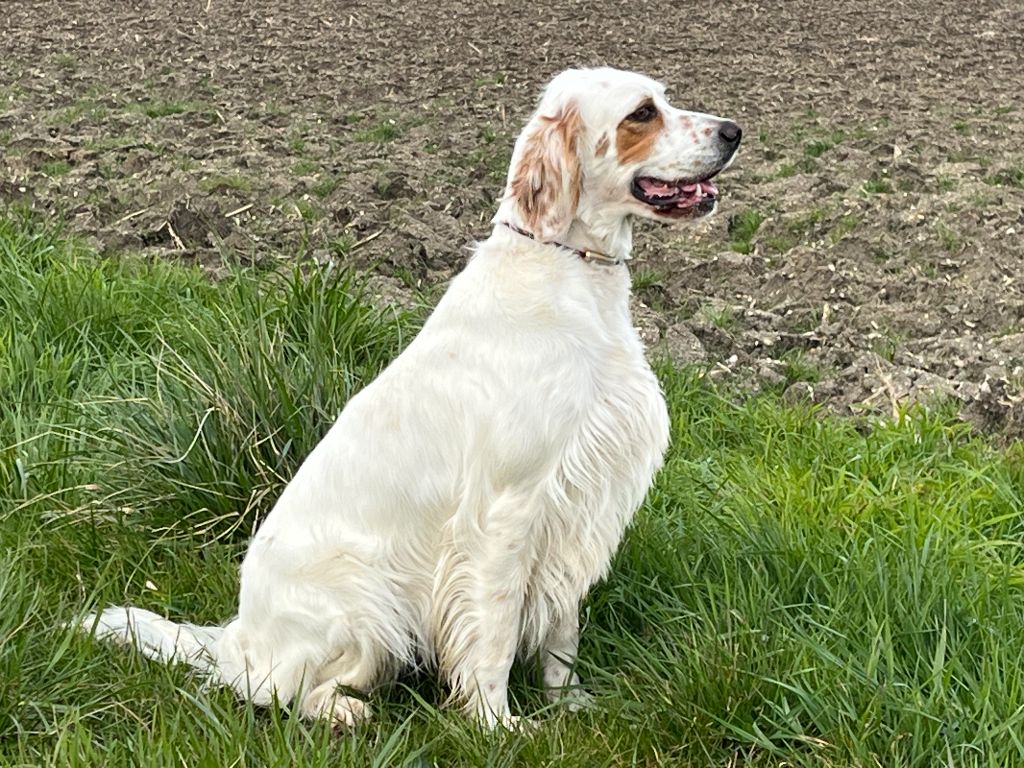 Publication : Du Laurier Vert Auteur : Kg