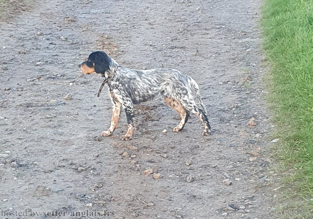 Publication : Des Perdrix D'artois Auteur : Olivier VERDIERE