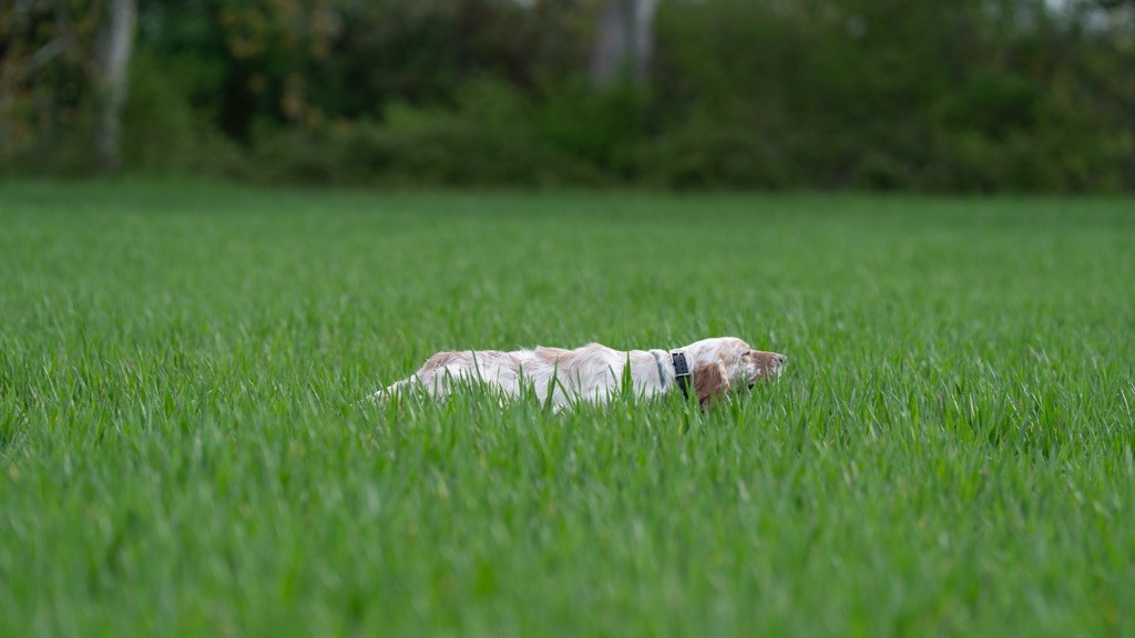 Publication : Du Mont Des Egines Auteur : CLOUPI