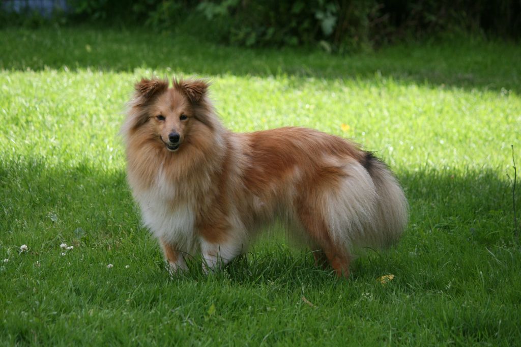 Publication : Des Bergers Du Landas Auteur : Ginette Jubera