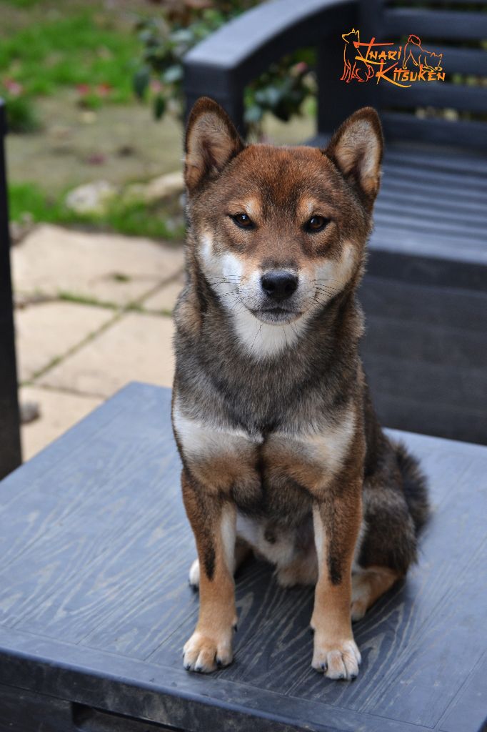 Publication : Go Inari Kitsuken 