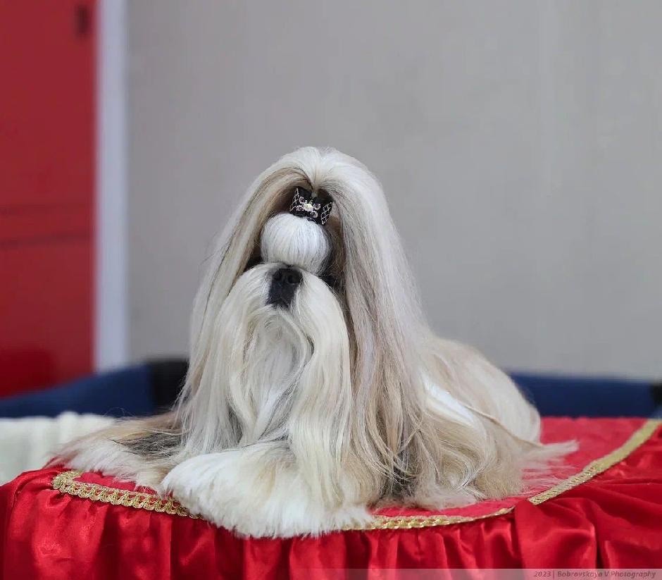 CH. saffron sherhy Obrigado