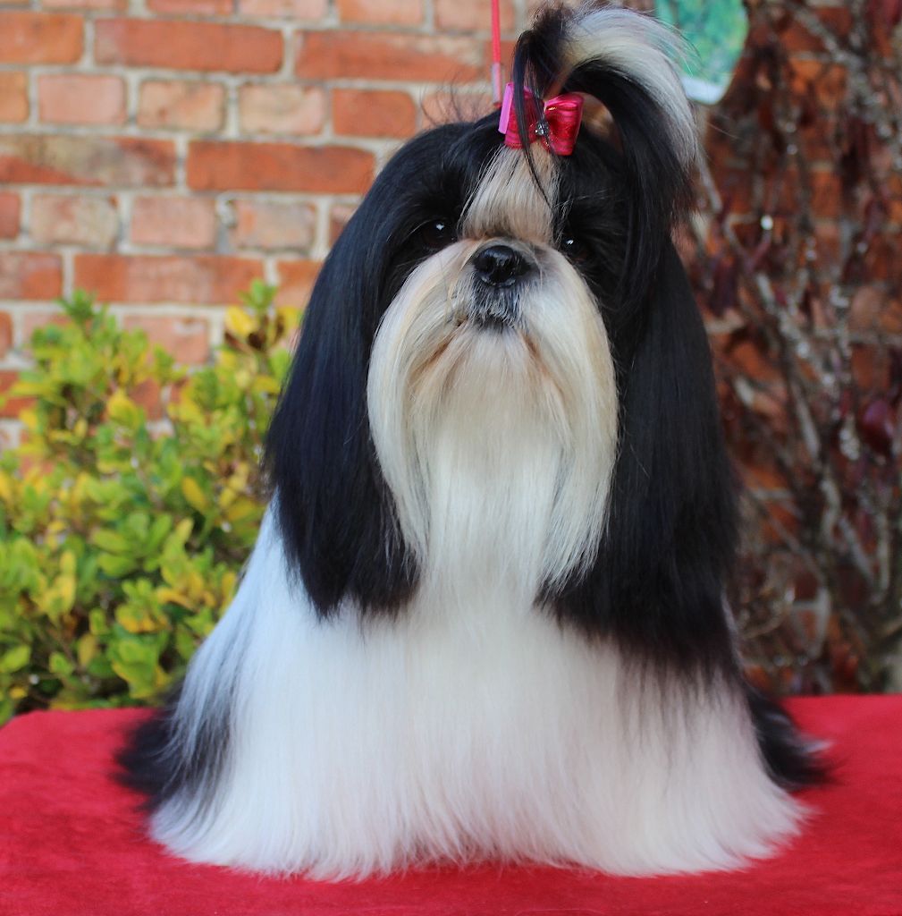 Publication : Des Anges de Batignolles Auteur : Yannick STELLA