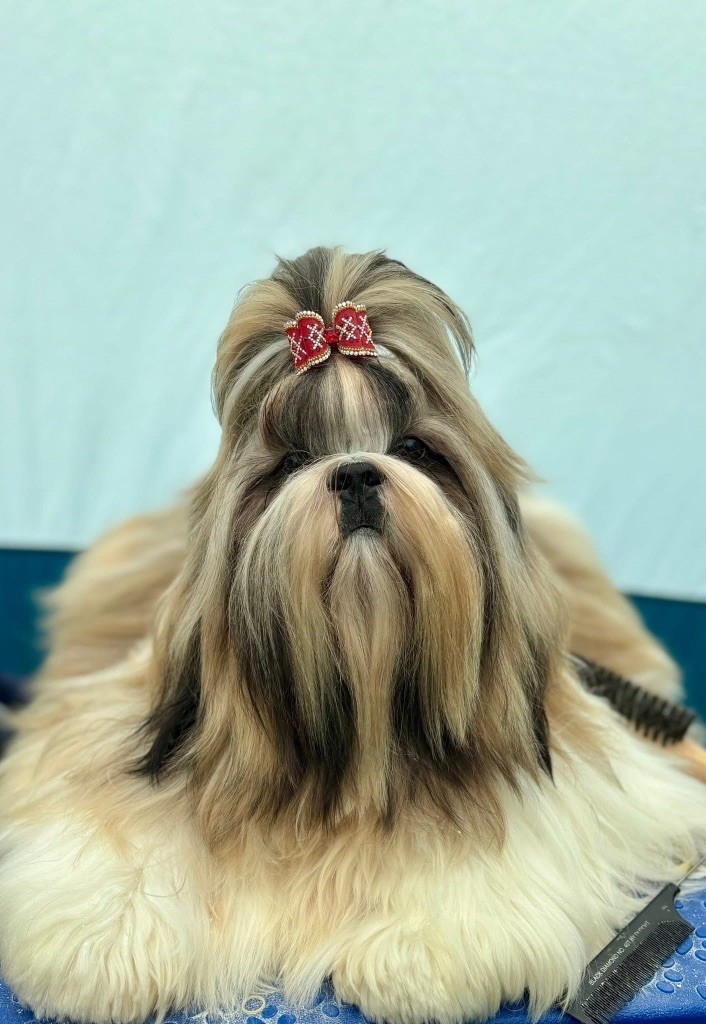 Publication : de Fu Xing Auteur : de Fu Xing