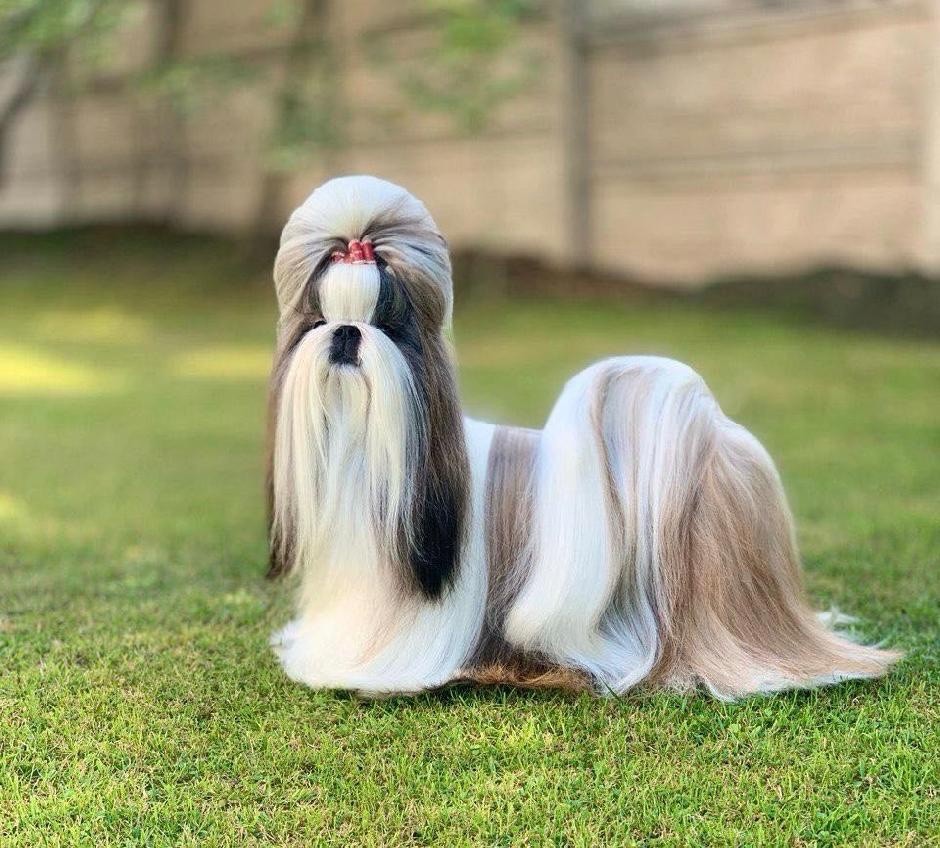 CH. saffron sherhy Bravissima