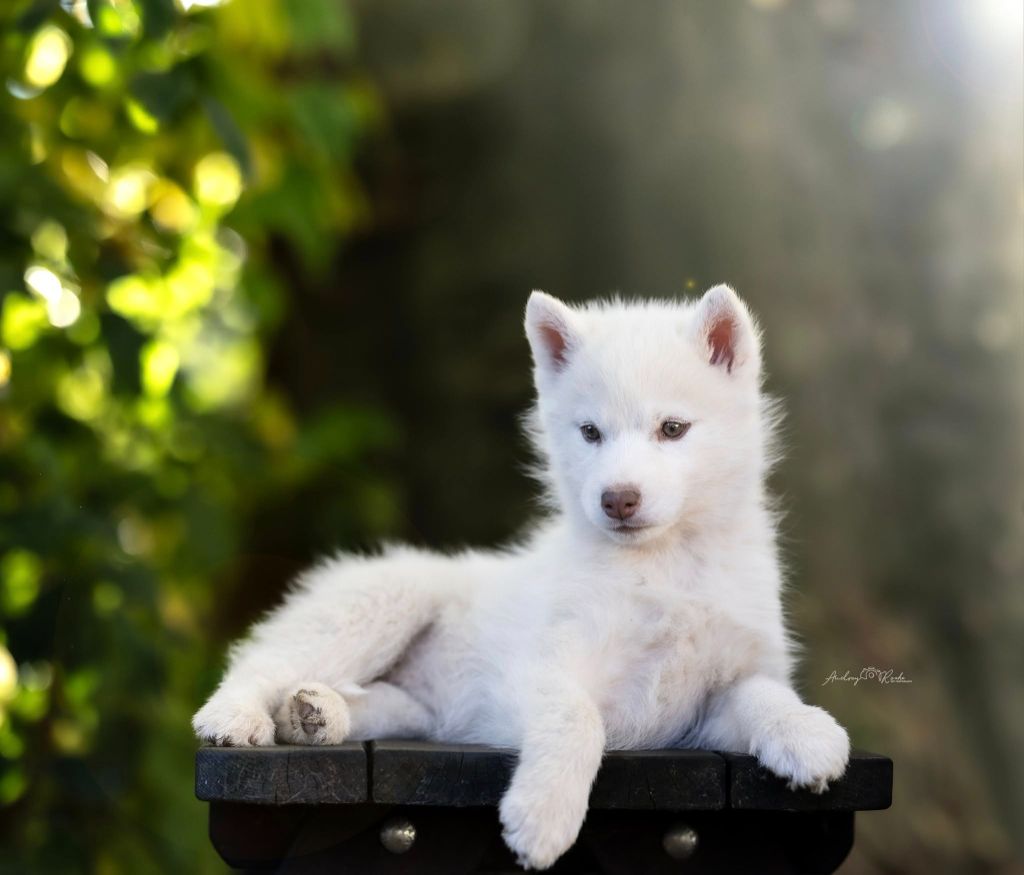 Publication : Of Legendary's Reborn