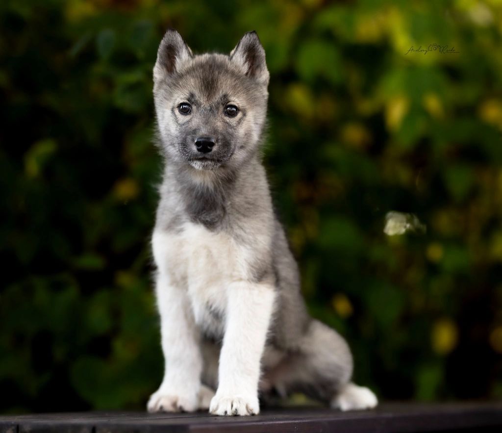 Publication : Of Legendary's Reborn