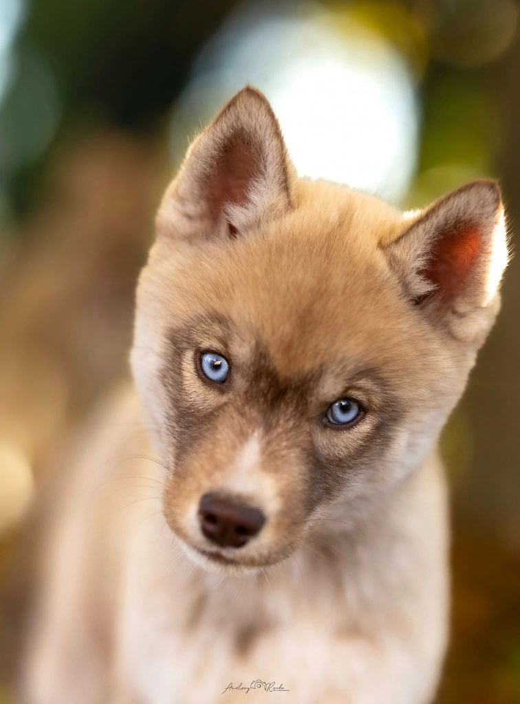 Publication : Of Legendary's Reborn