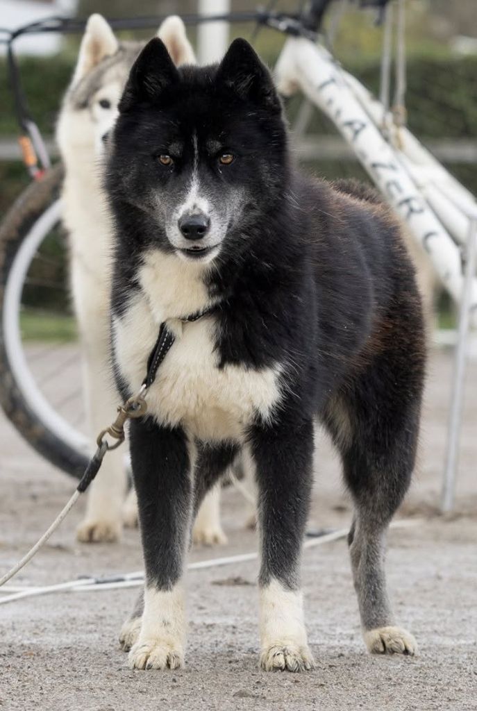 Publication : Of Legendary's Reborn 