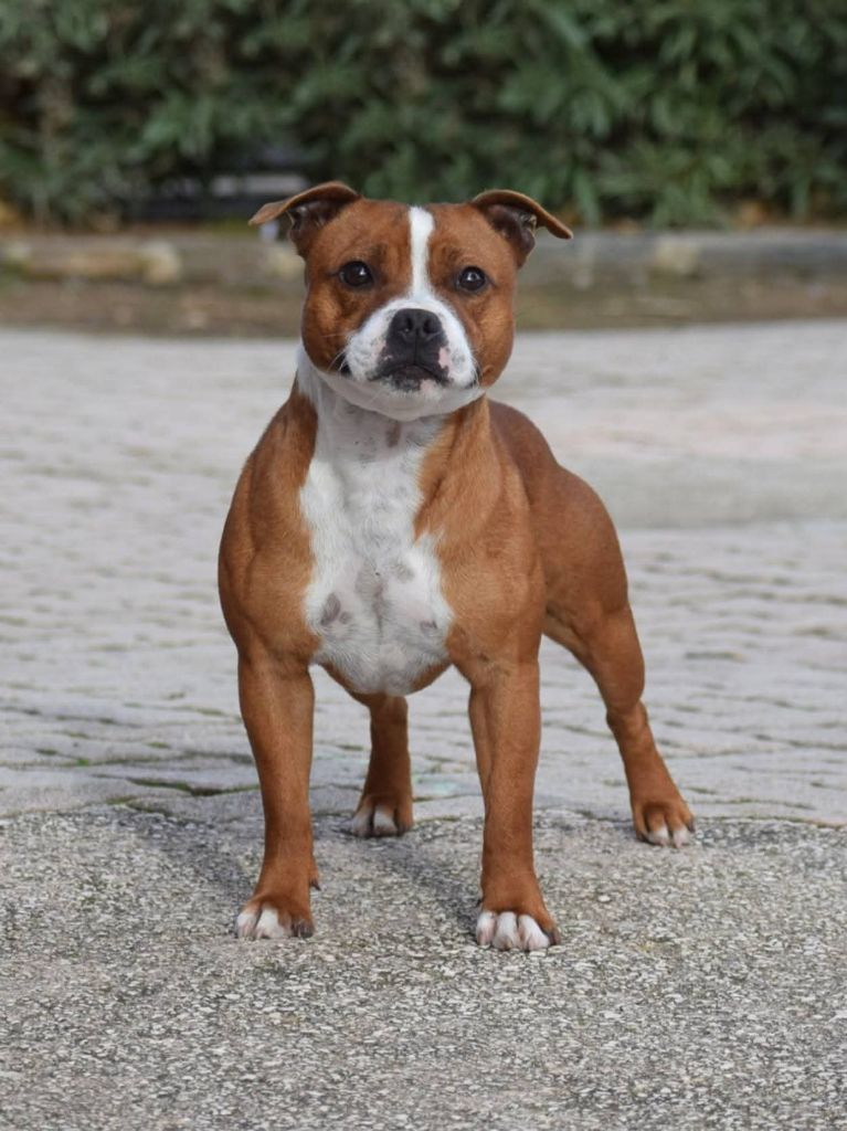 Publication : Demon Black 