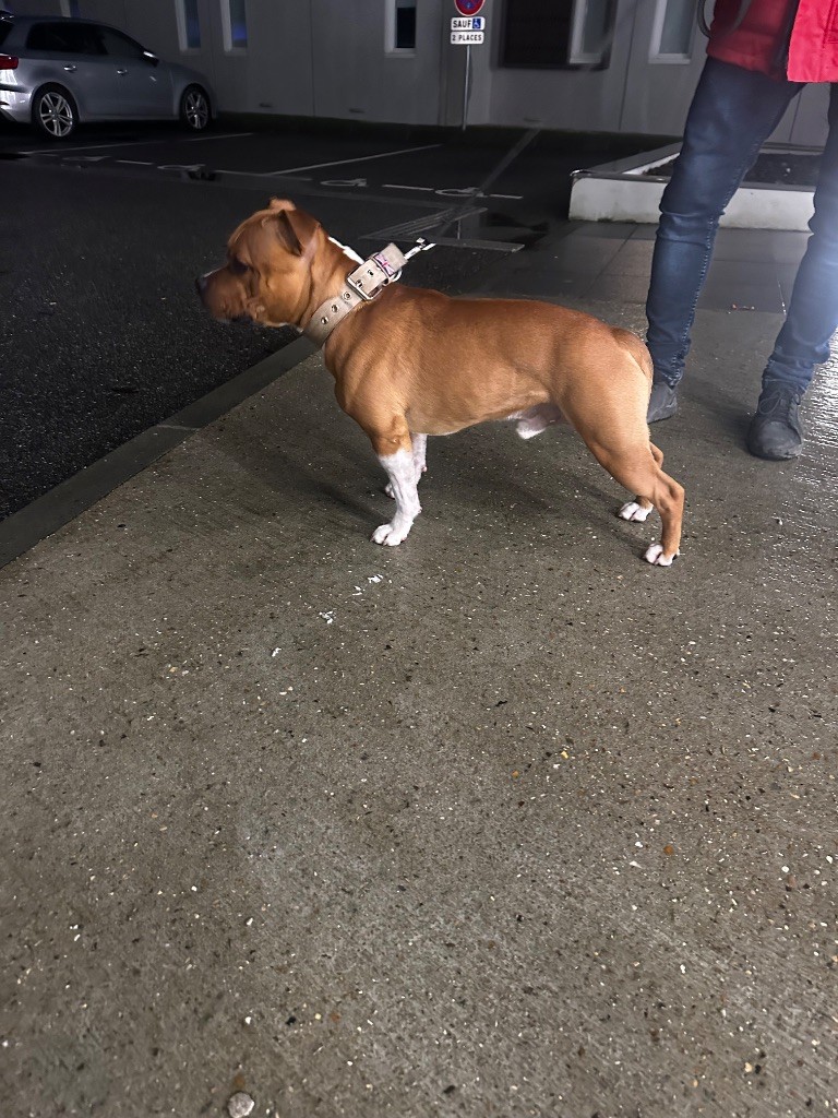 Publication : Of English Stafford Auteur : Moi