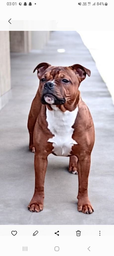 Publication : Imperial Red Bull 