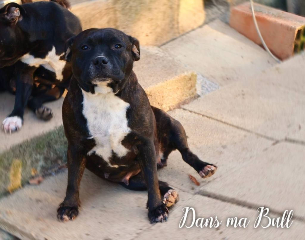 Publication : Dans Ma Bull Auteur : Carmen Hohengarten