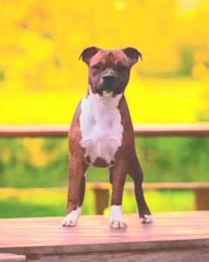 Publication : Imperial Red Bull 