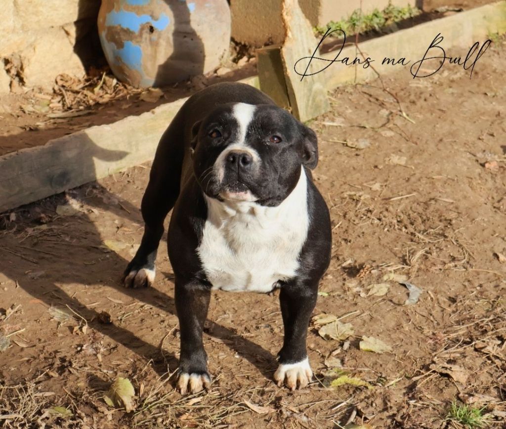 Publication : Dans Ma Bull Auteur : Carmen Hohengarten