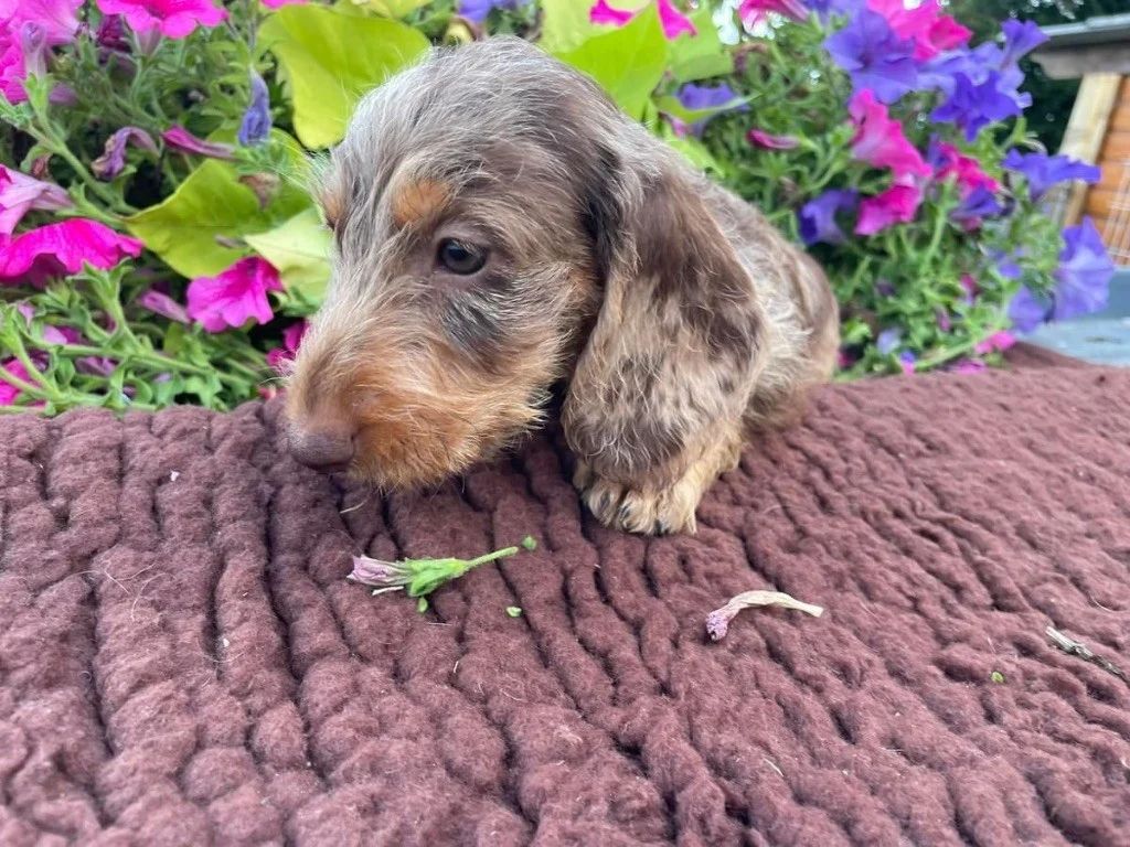 Publication : Lagertha-Ragnarsson Auteur : marie claire louveau