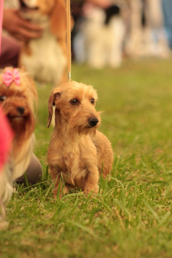 Publication : de la légende d'Androclès Auteur : Patrick MAURAGE