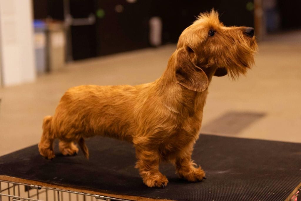 Publication : de la légende d'Androclès