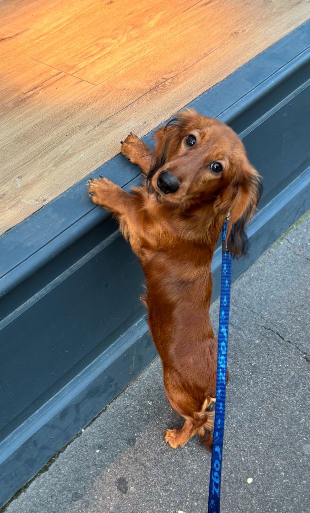 Publication : de la Cité des Maraudeurs Auteur : LA CITE DES MARAUDEURS