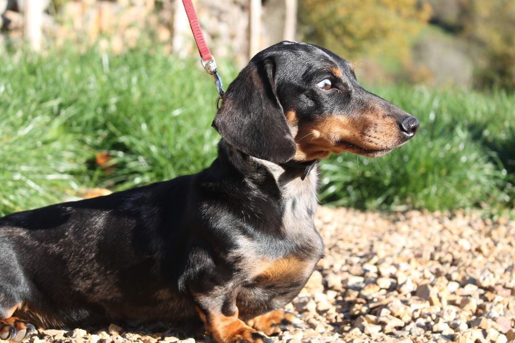 Publication : De La Vallée De Loure 