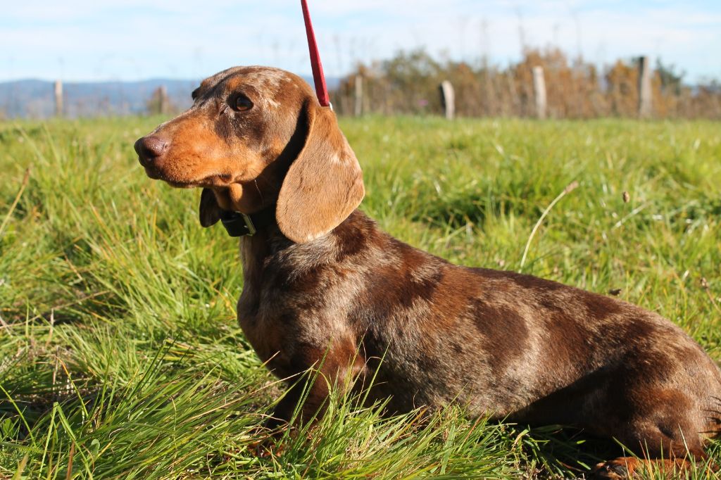 Publication : De La Vallée De Loure 