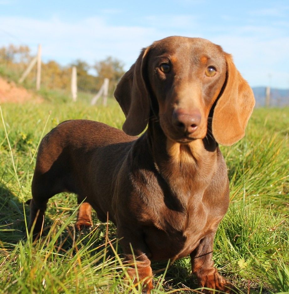 Publication : De La Vallée De Loure 