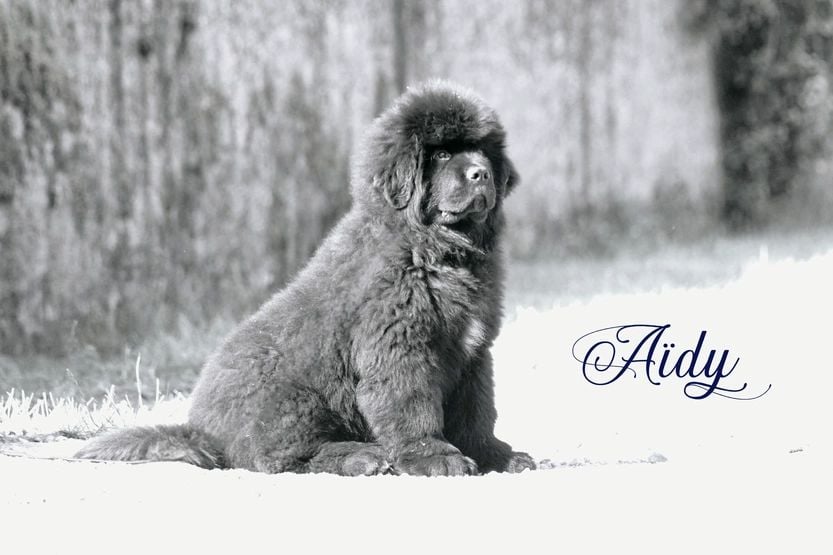 Publication : Original Limited Edition Auteur : K. ROBERT