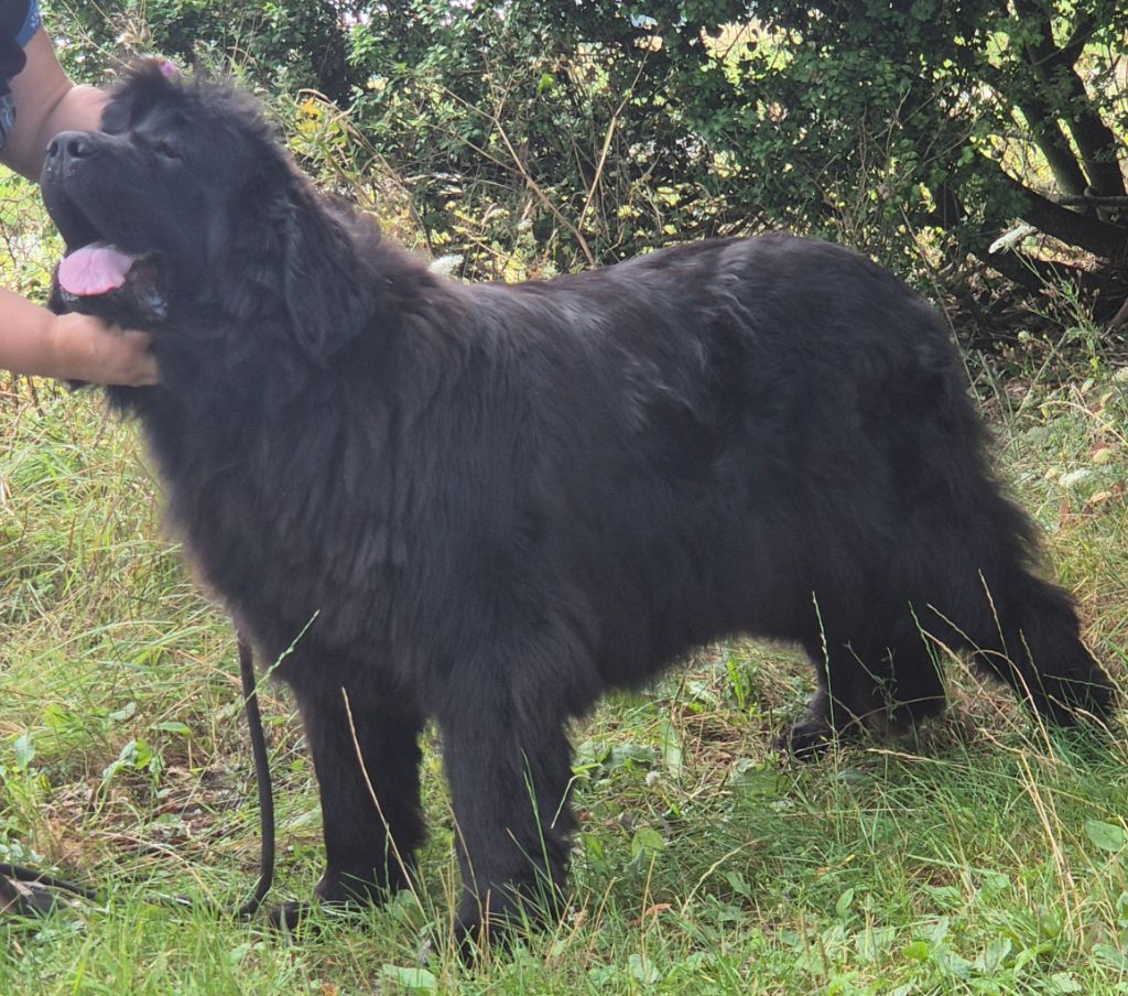 Publication : Du domaine de l'ourson brun Auteur : Celine Pecquet toussart