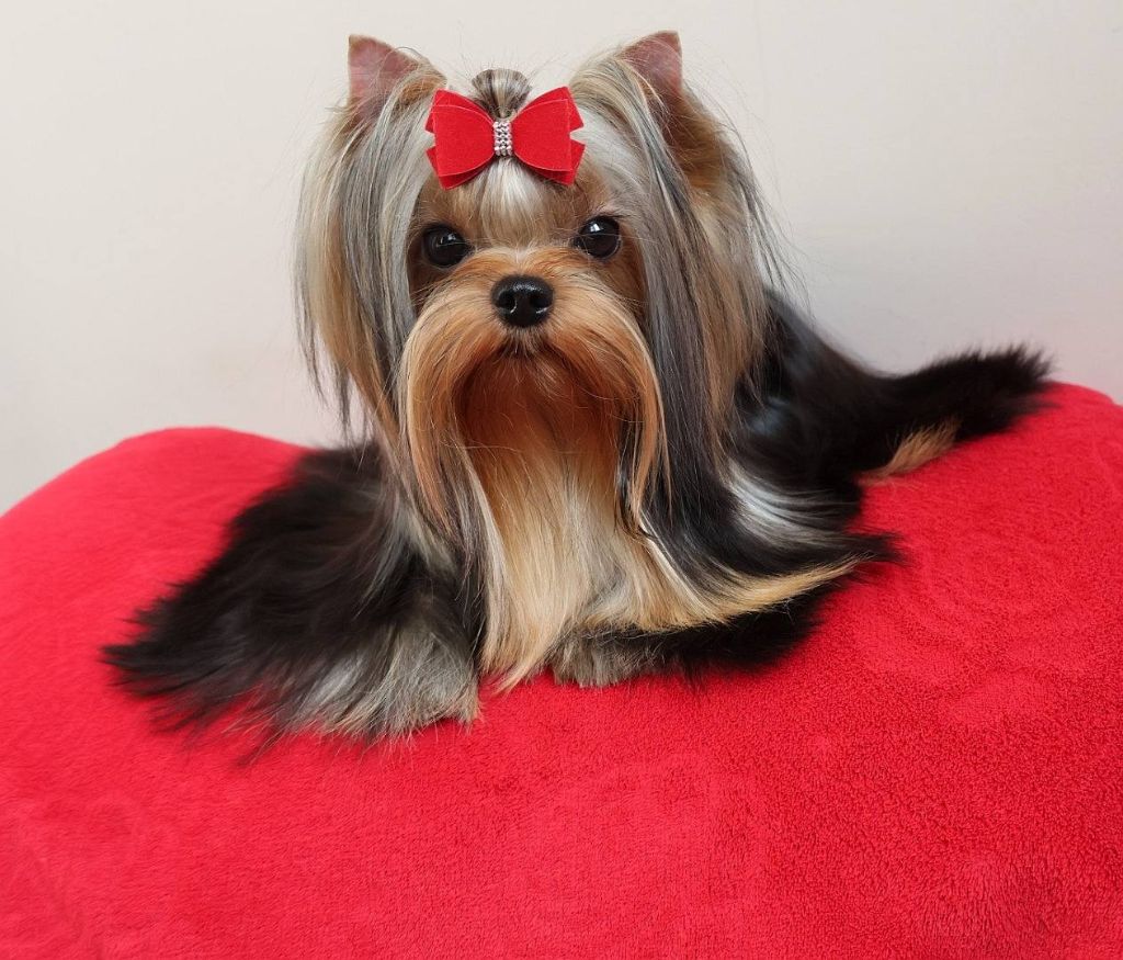 Publication : Des Anges de Batignolles 