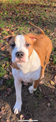 Étalon American Staffordshire Terrier - Aloha The Angels Of Steel