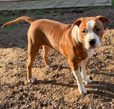 Étalon American Staffordshire Terrier - Angel The Angels Of Steel
