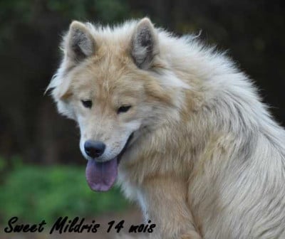 Étalon Eurasier - Sweet Mildris Des crinières de feu