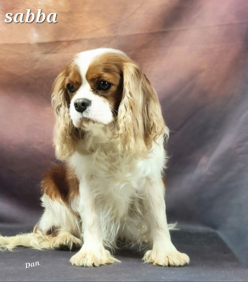 Étalon Cavalier King Charles Spaniel - Sabba De la geode