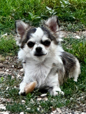 Étalon Chihuahua - VEGAS du Vallon de Beaumont