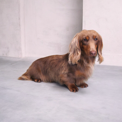 Étalon Teckel poil long - rus kerol Ginkgo