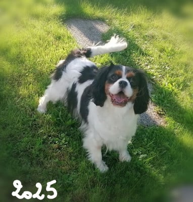 Étalon Cavalier King Charles Spaniel - RIVAGE D'OR D'Ez Mortes Terres