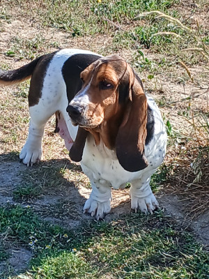 Étalon Basset Hound - VIOLETTE du domaine de la Rocherie