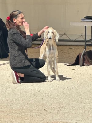 Étalon Saluki - Ulrica Al Saïf Majal