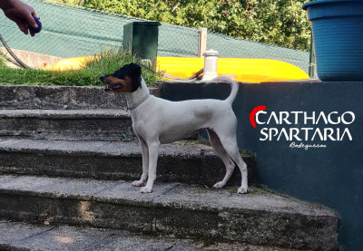 Étalon Ratonero bodeguero andaluz - CH. Omega De Carthago Spartaria