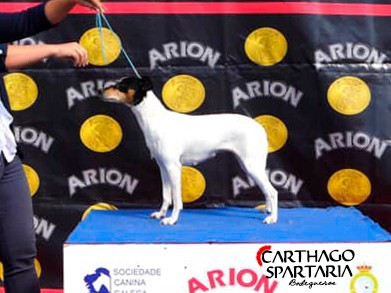 Étalon Ratonero bodeguero andaluz - Leah De Carthago Spartaria