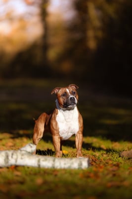 Étalon Staffordshire Bull Terrier - Upsy of Spirit Wolf Addict