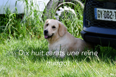 Étalon Golden Retriever - dix huit carats une reine margot